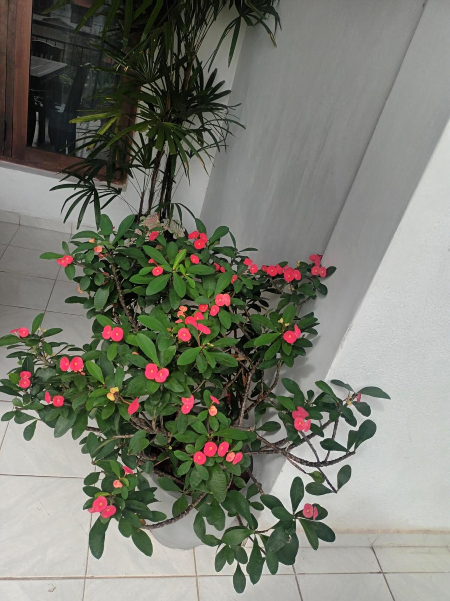 مافونت لافينيا Lovely Flowers In Mount Lavinia المظهر الخارجي الصورة